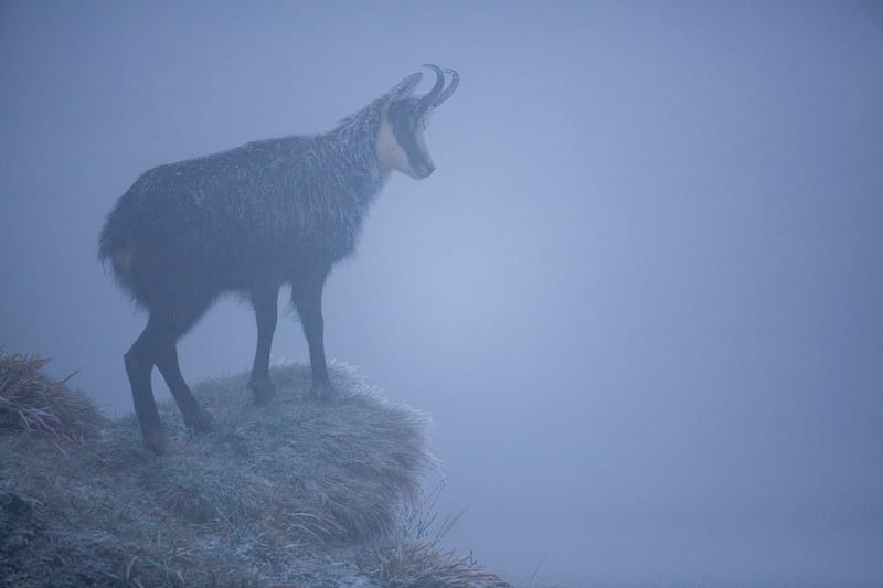 Chamois du Hohneck ou d'ailleurs