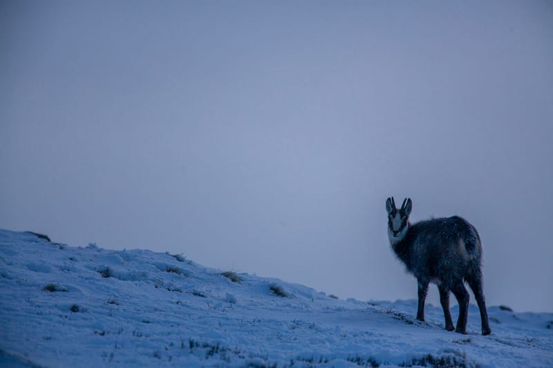 Chamois du Hohneck ou d'ailleurs