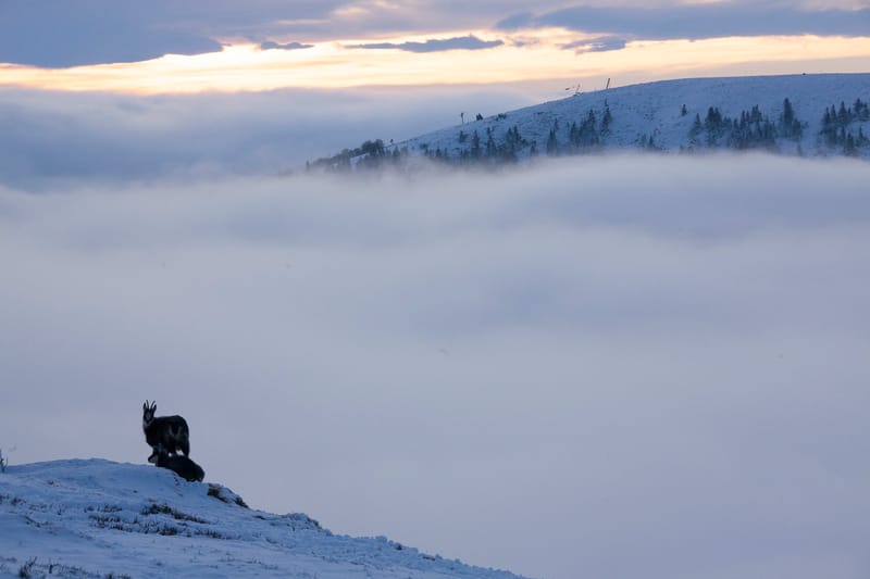 Chamois du Hohneck ou d'ailleurs