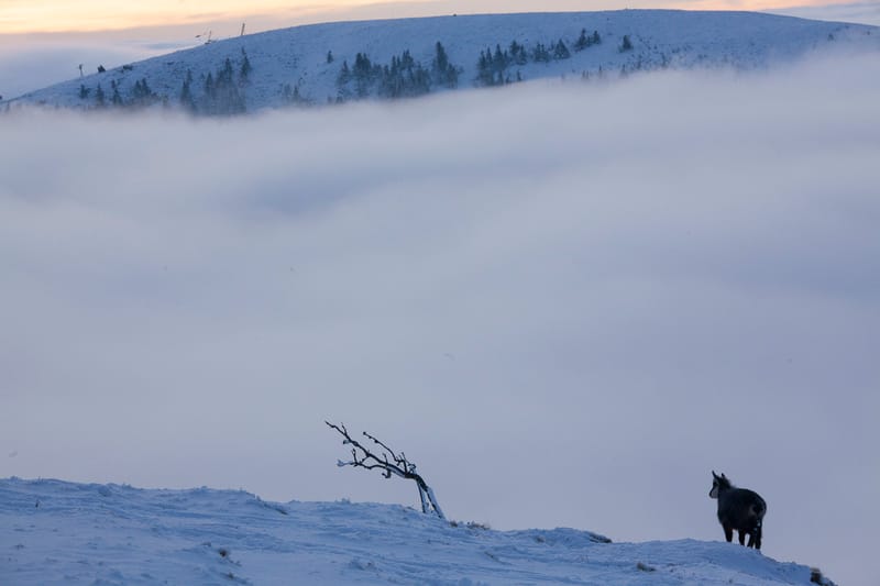 Chamois du Hohneck ou d'ailleurs