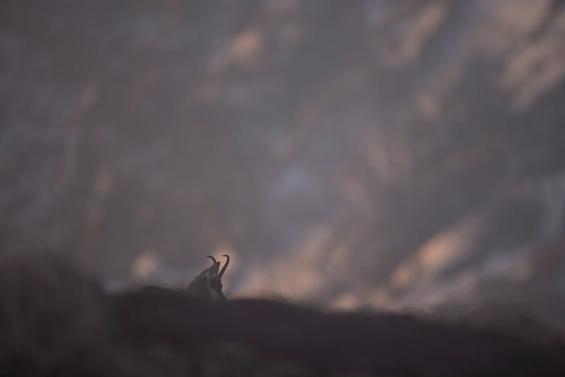 Chamois du Hohneck ou d'ailleurs