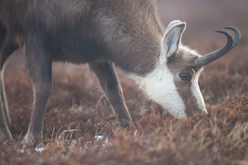 Chamois du Hohneck ou d'ailleurs