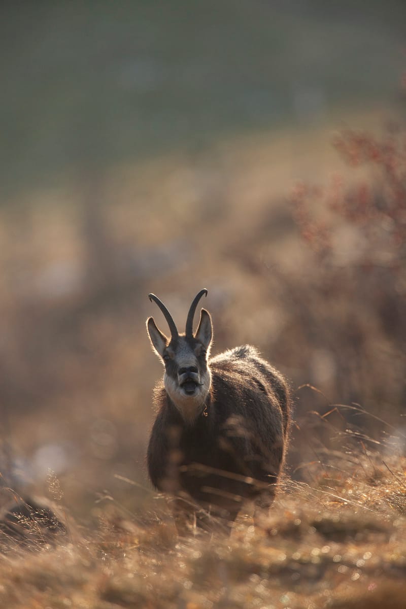 Chamois du Hohneck ou d'ailleurs