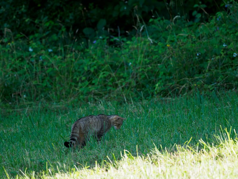 Chats sauvages