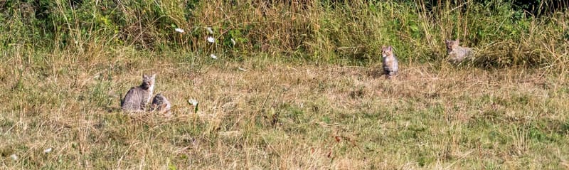 Chats sauvages