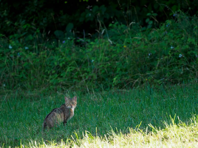 Chats sauvages