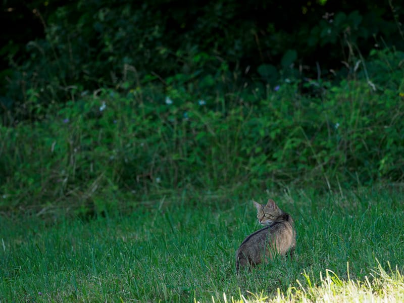 Chats sauvages