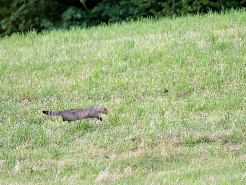 Chats sauvages