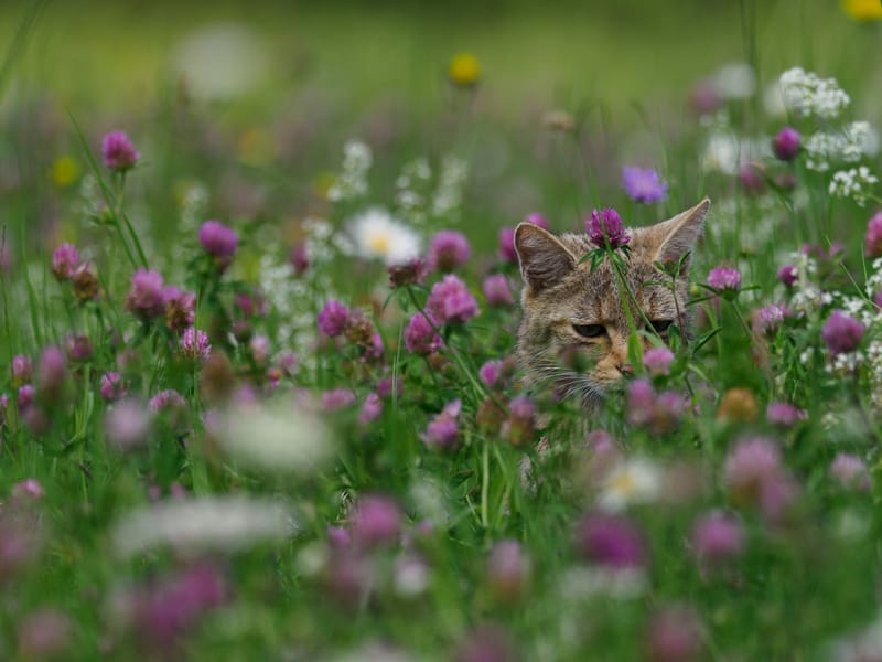 Chats sauvages