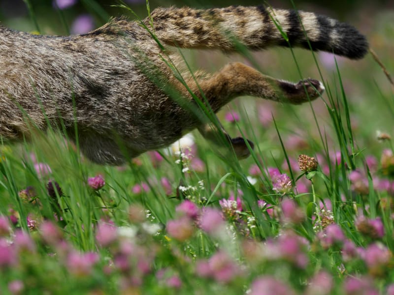 Chats sauvages