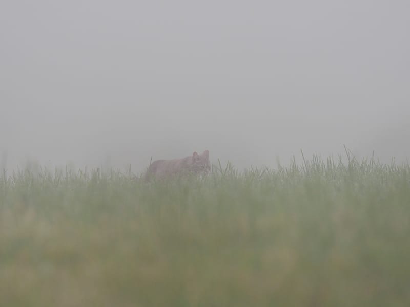 Chats sauvages