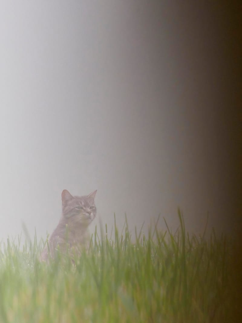 Chats sauvages