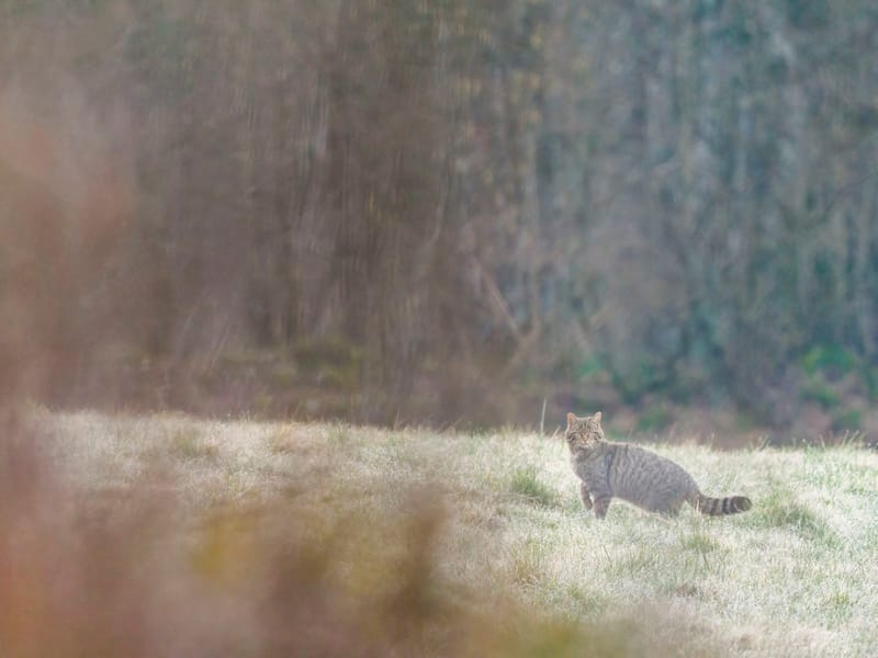 Chats sauvages