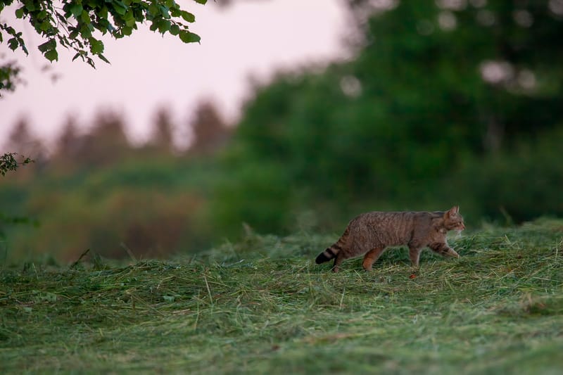 Chats sauvages