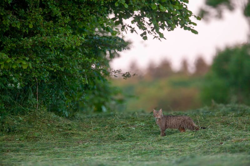 Chats sauvages