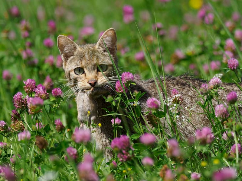 Chats sauvages