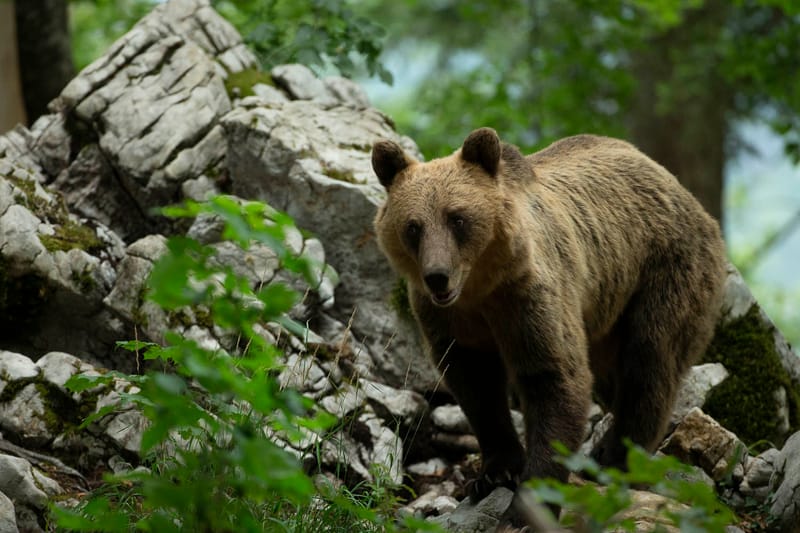 Ours Slovène et autres