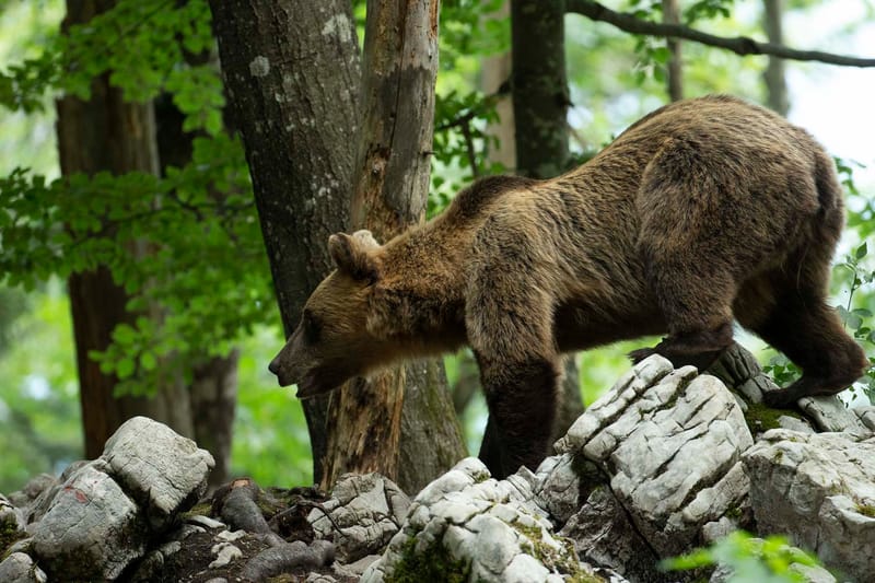 Ours Slovène et autres