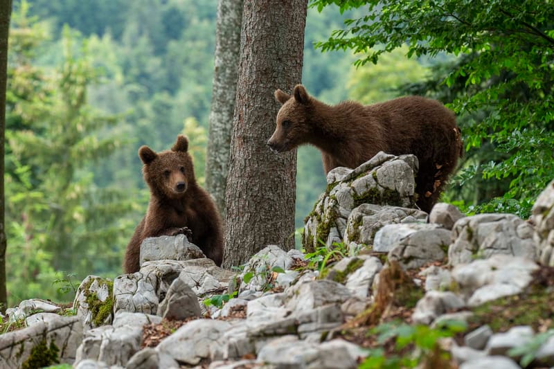 Ours Slovène et autres