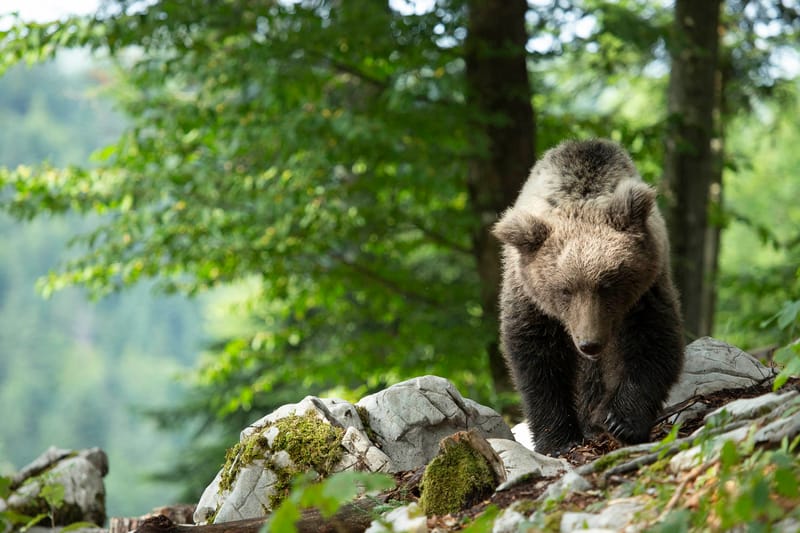 Ours Slovène et autres