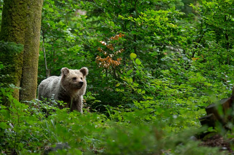 Ours Slovène et autres