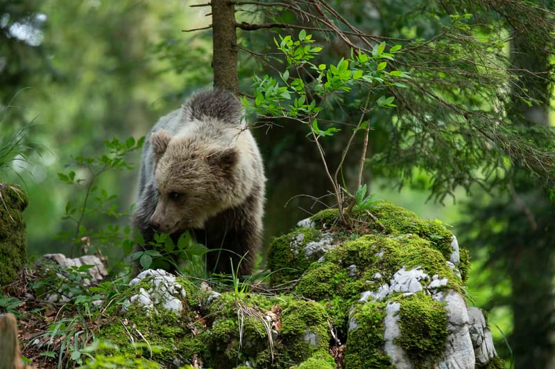 Ours Slovène et autres