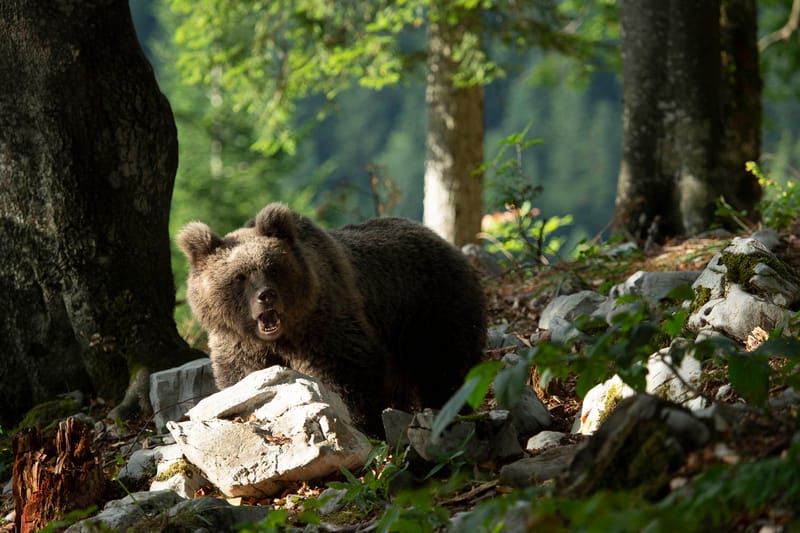 Ours Slovène et autres