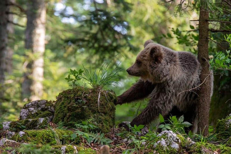 Ours Slovène et autres