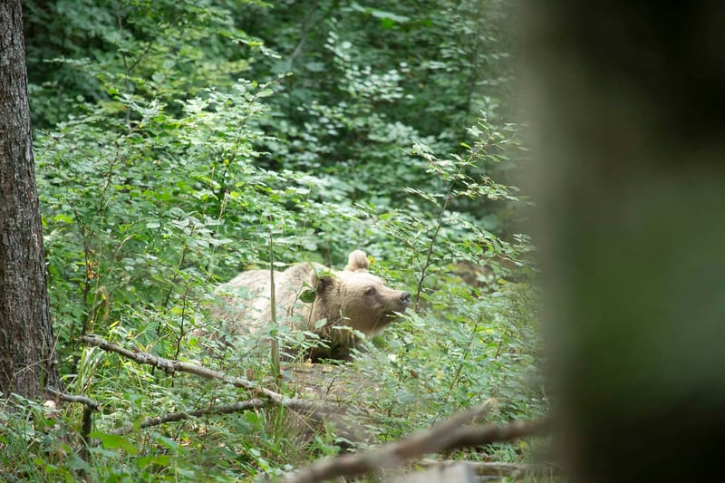 Ours Slovène et autres