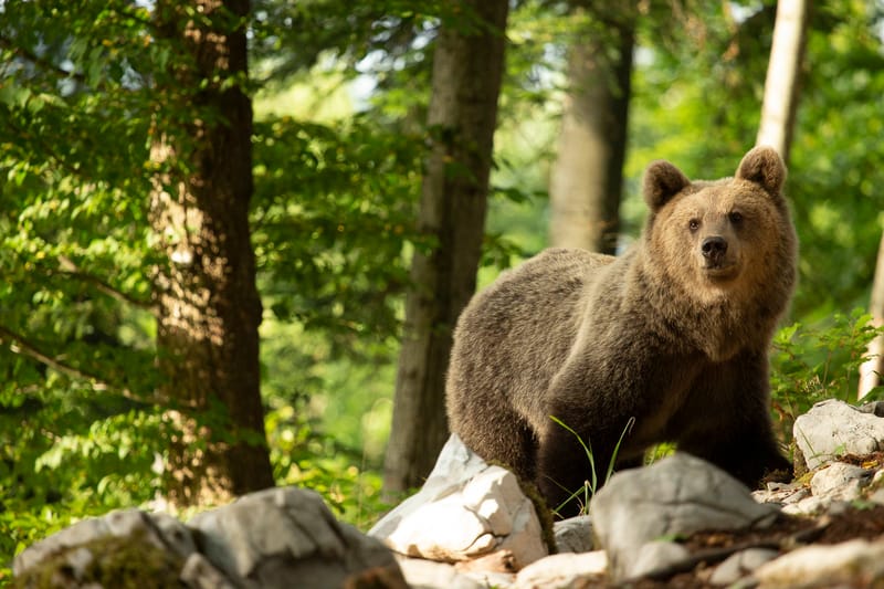 Ours Slovène et autres