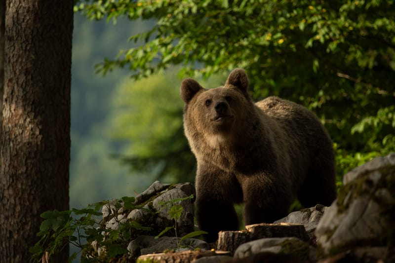 Ours Slovène et autres