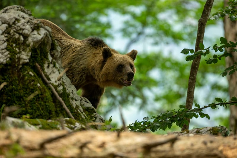 Ours Slovène et autres