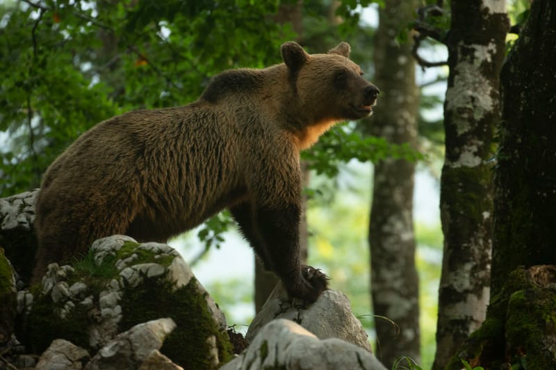 Ours Slovène et autres