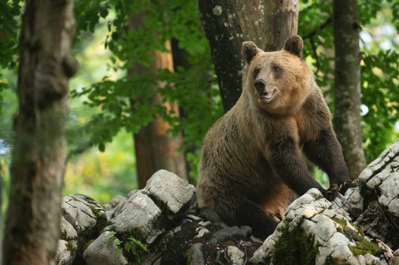 Ours Slovène et autres