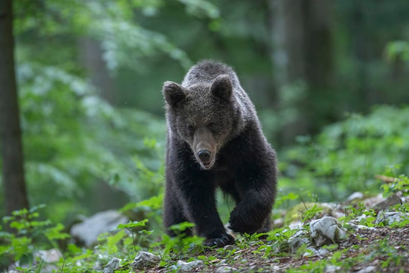Ours Slovène et autres