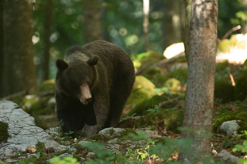 Ours Slovène et autres