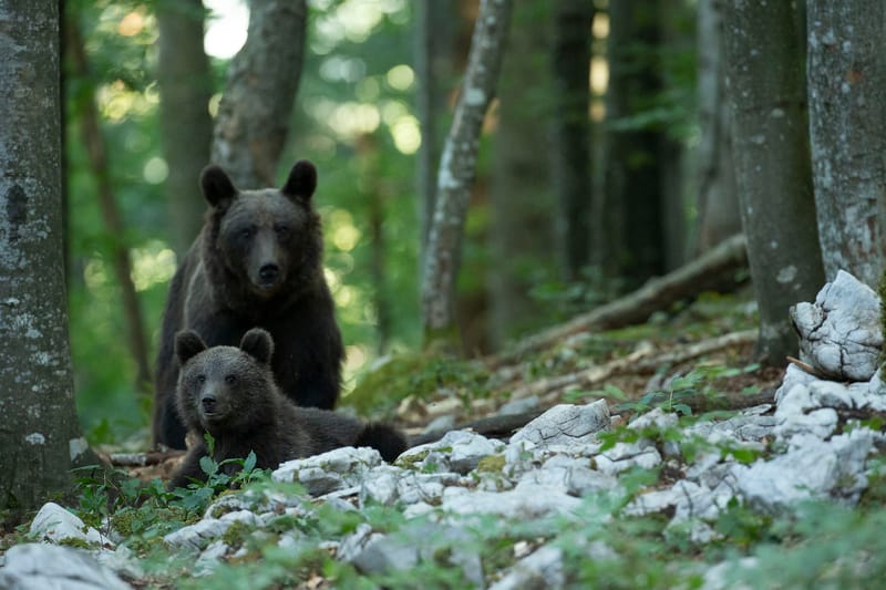 Ours Slovène et autres