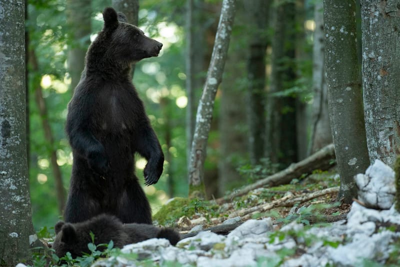 Ours Slovène et autres