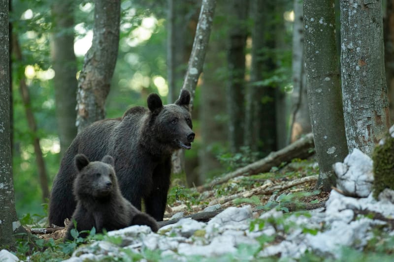 Ours Slovène et autres