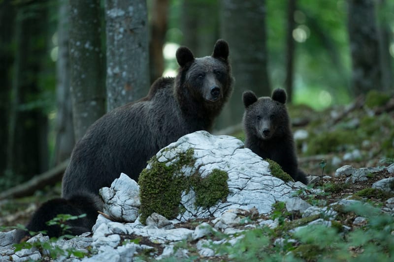 Ours Slovène et autres