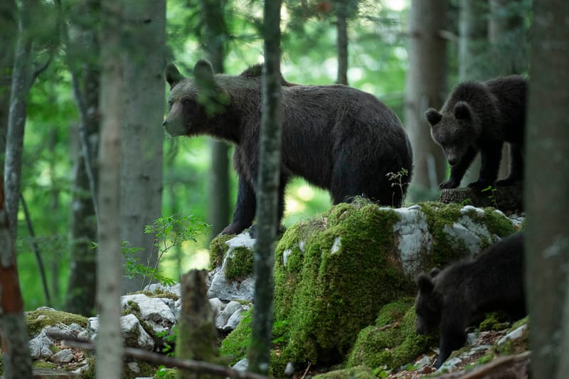 Ours Slovène et autres