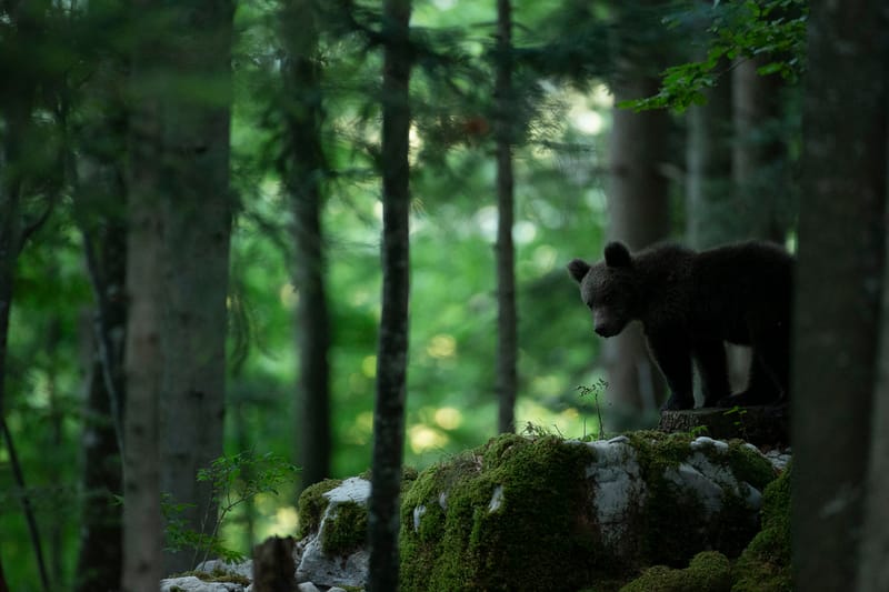 Ours Slovène et autres
