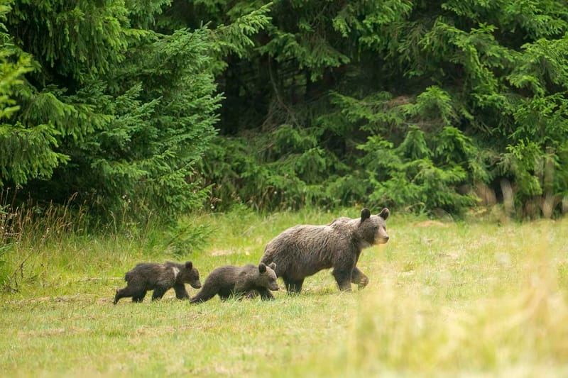 Ours Slovène et autres