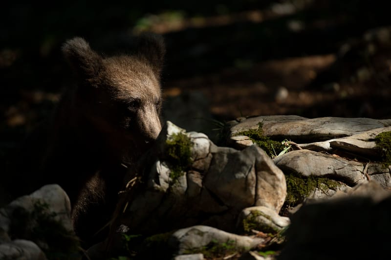 Ours Slovène et autres