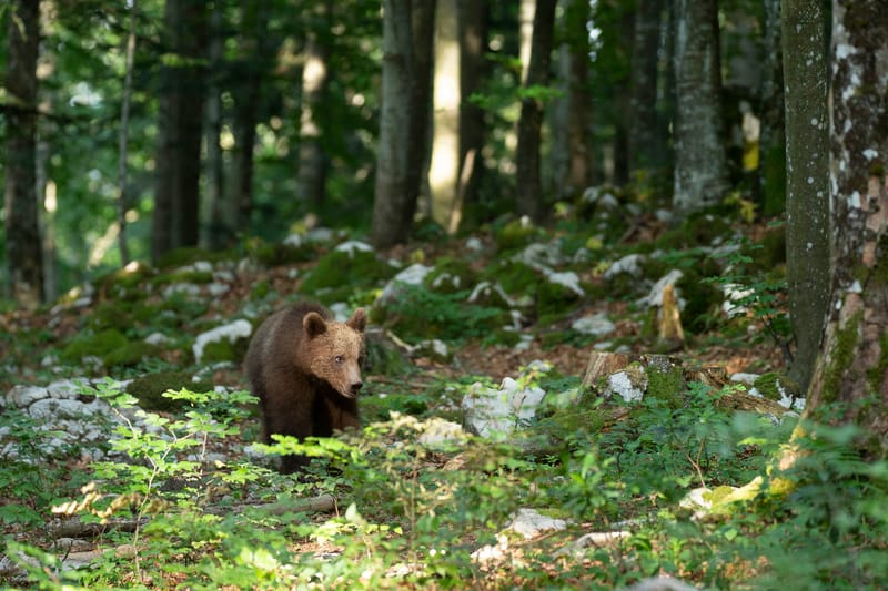 Ours Slovène et autres