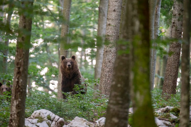 Ours Slovène et autres