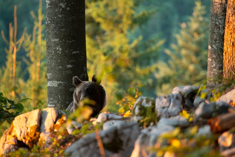 Ours Slovène et autres