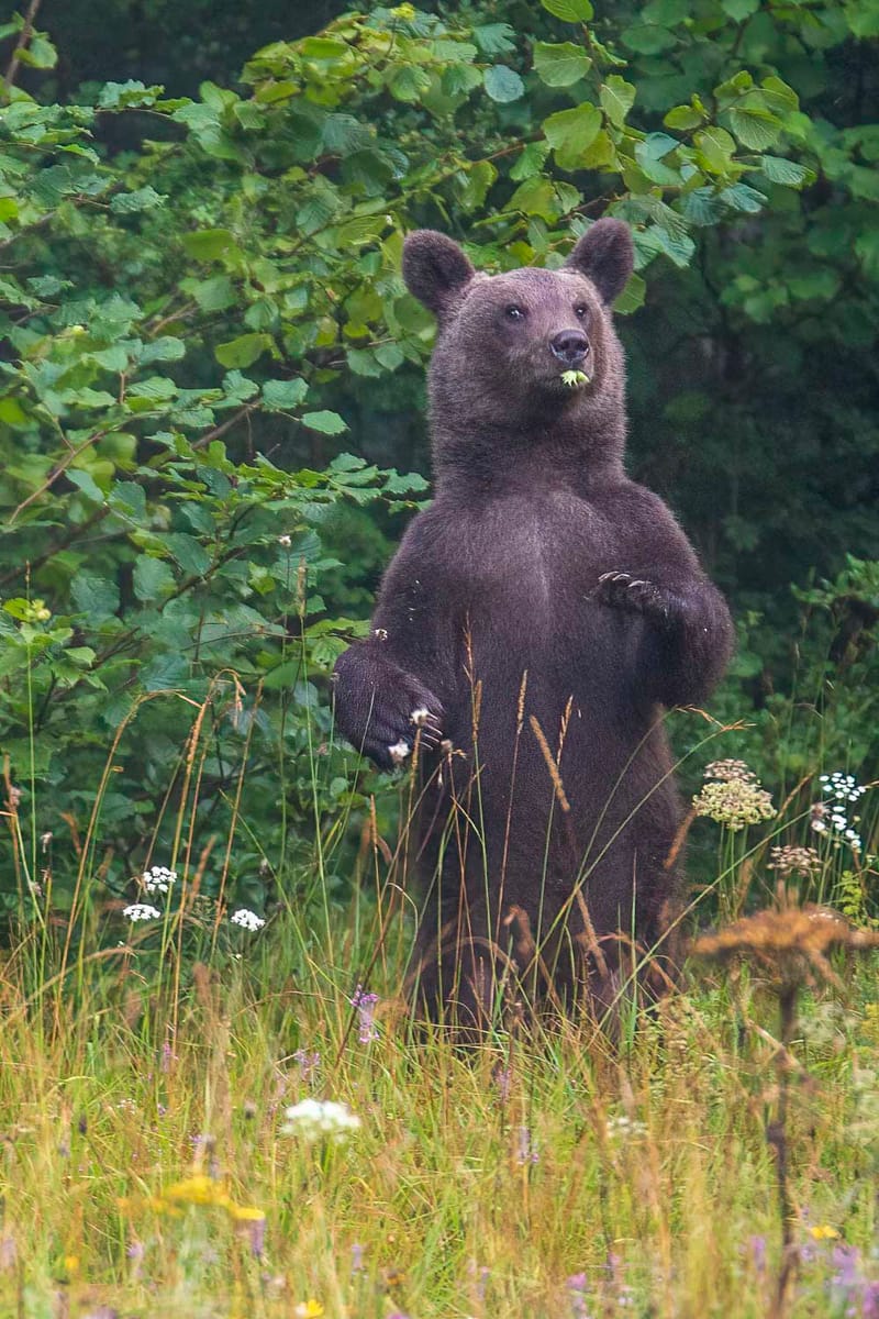 Ours Slovène et autres