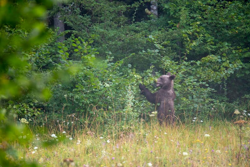 Ours Slovène et autres