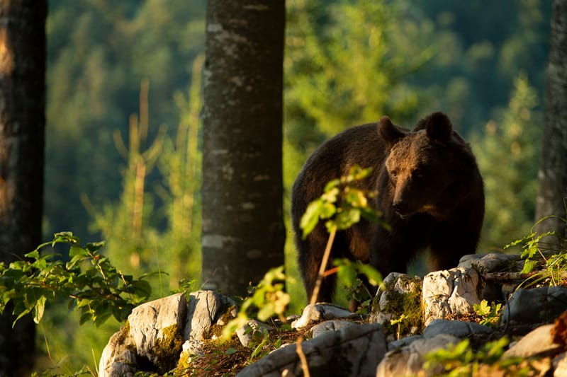Ours Slovène et autres